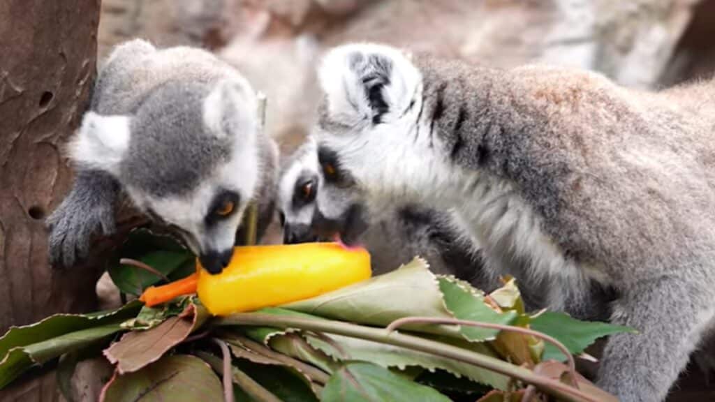 lemures juntos Eis am Stiel für Tiere