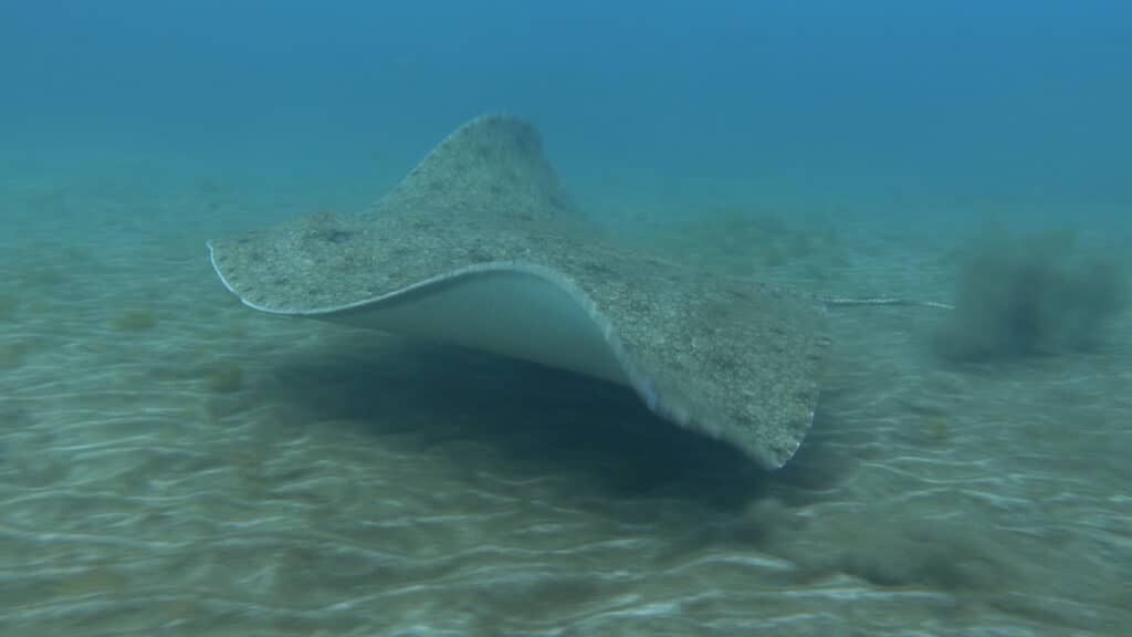 C0030.MP4.00 25 21 36.Imagen fija005 Wissenschaftliche Maßnahmen zum Schutz eines der größten biologischen Schätze des Atlantiks