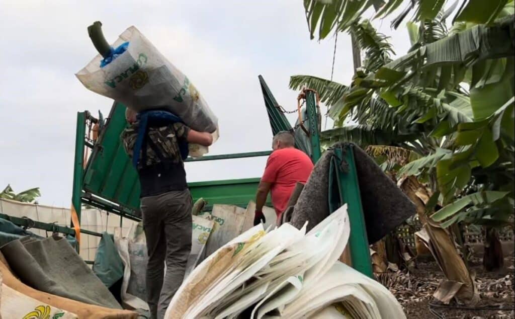 agricultores en una finca de platano canario 2 Die Plattform der Bananenproduzenten fordert Transparenz