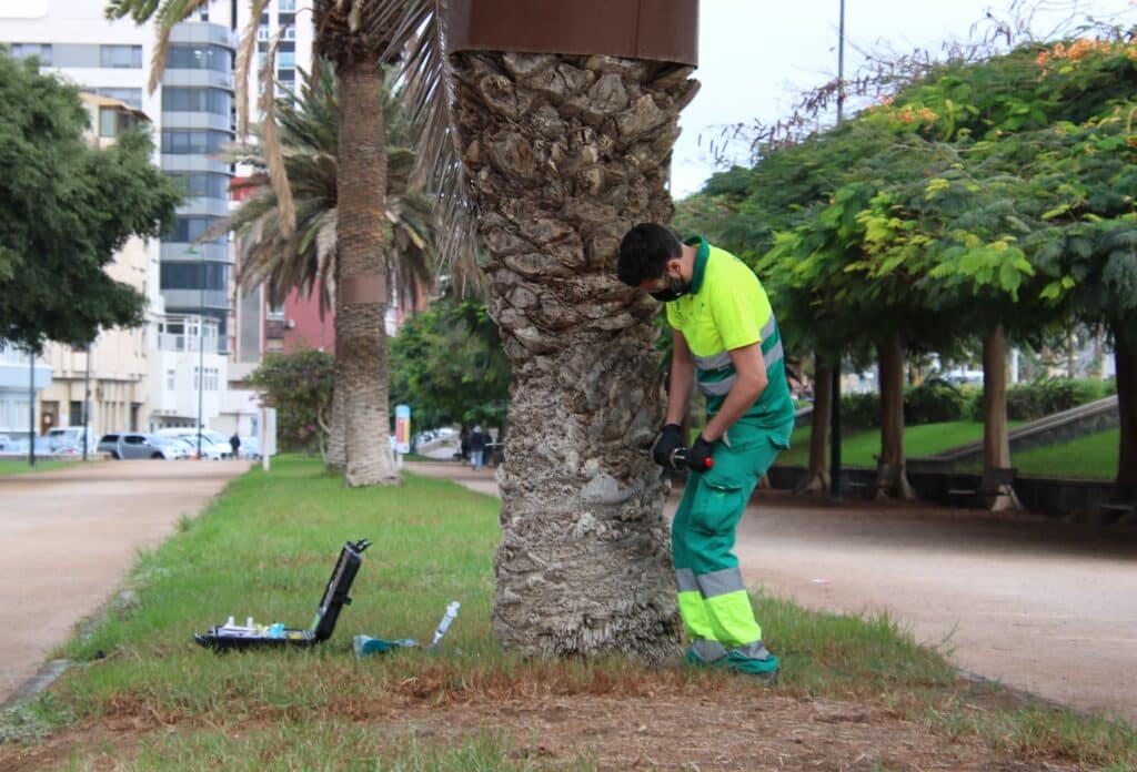 Endoterapia palmeras 1 Der Las Palmas behandelt 1.800 Palmen zur Bekämpfung von Diocalandra